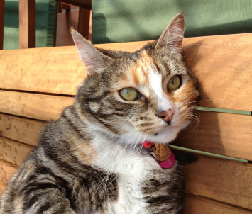 Lane Cove Cat Sitting