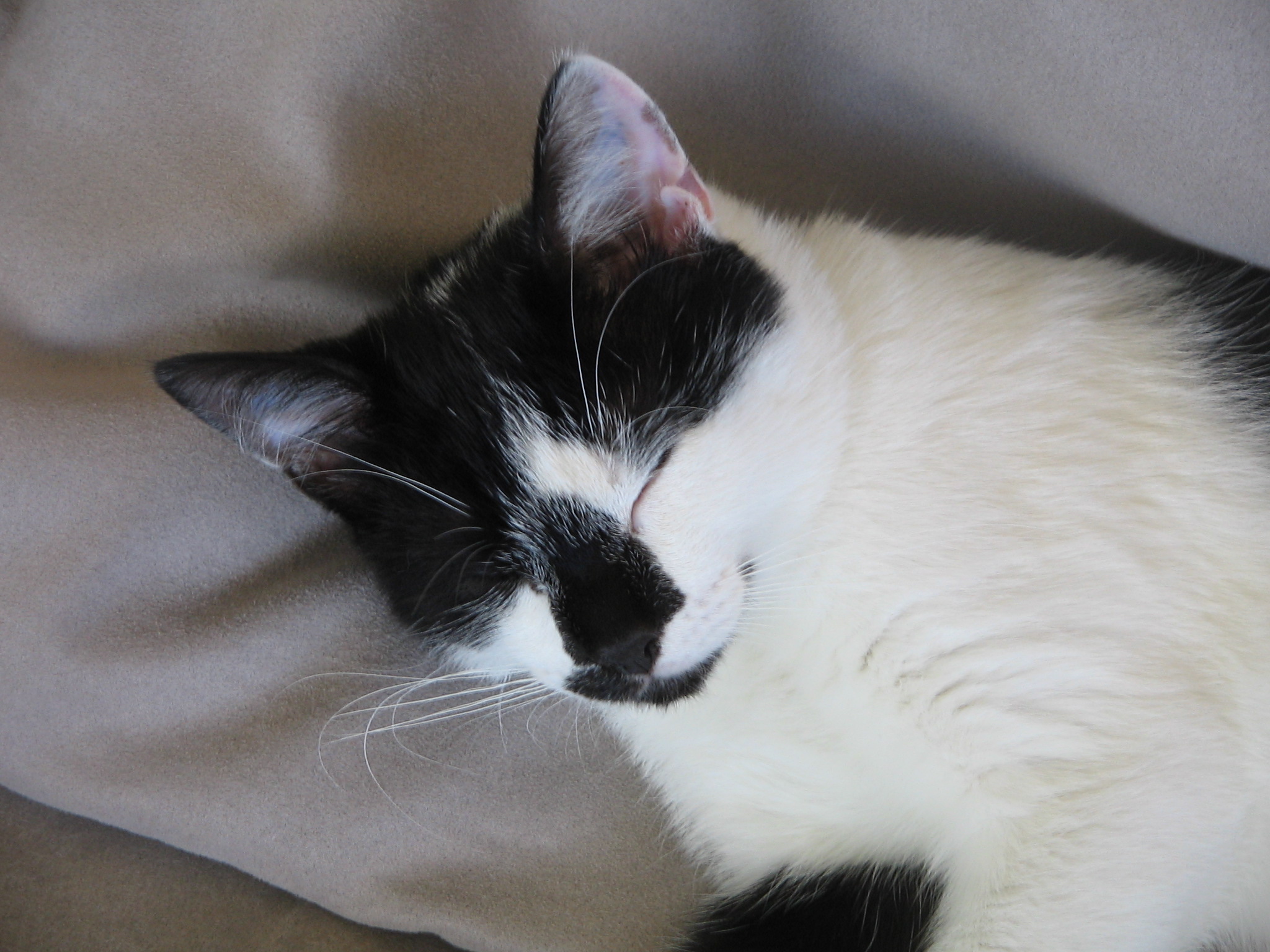 Cat Concierge cat sitter service